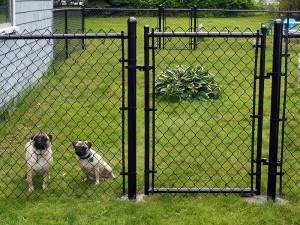 Dog-Fence-Beverly-MA