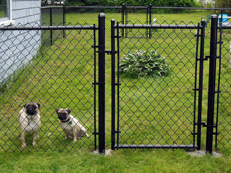 underground fence for large dogs